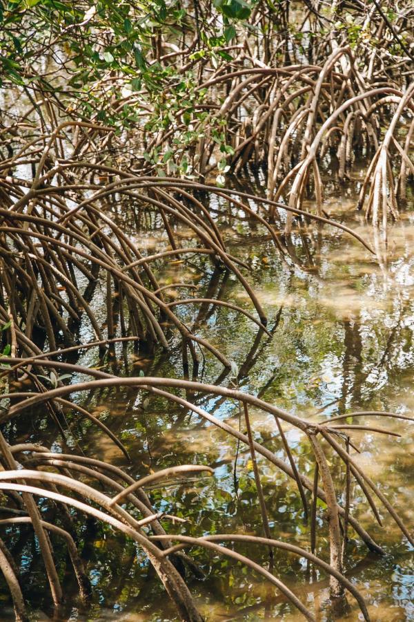 Pousada Reserva Tatuamunha Порту-ді-Педрас Екстер'єр фото